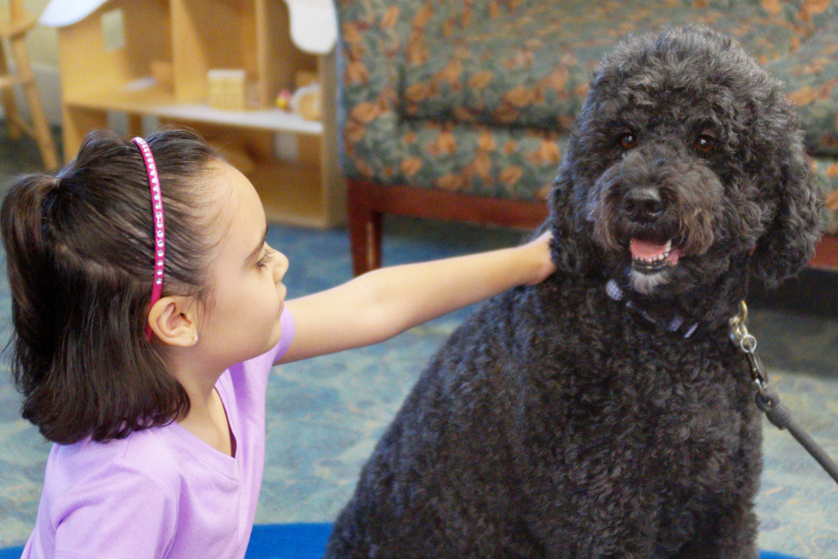 Child petting Beazie, the therapy dog, at Bradley Hospital